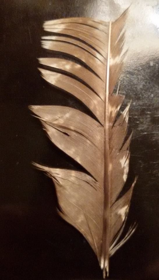 penna spezzata di astore ?